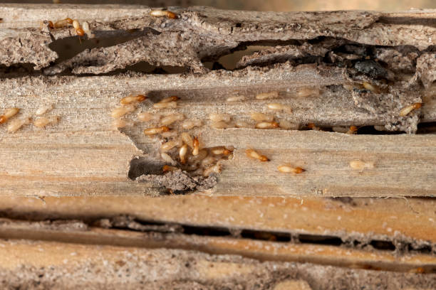 Best Wasp Removal Services  in Sugar Grove, IL